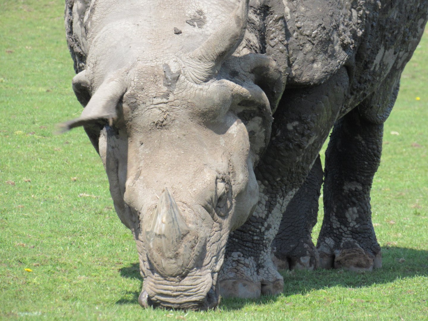 Indian Rhinoceros