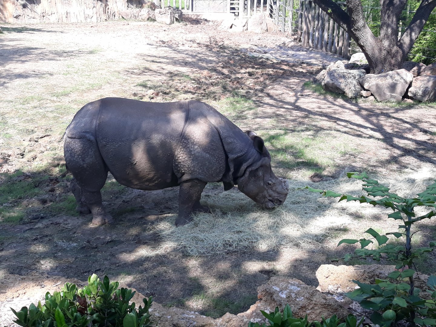 Indian rhinoceros