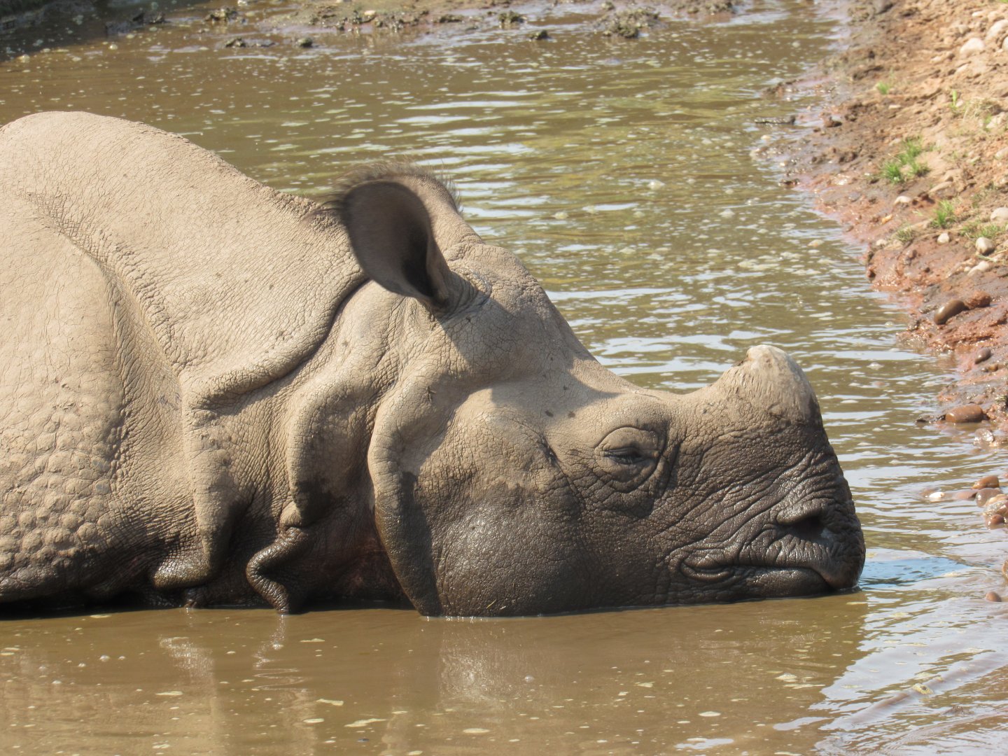 Indian Rhinoceros