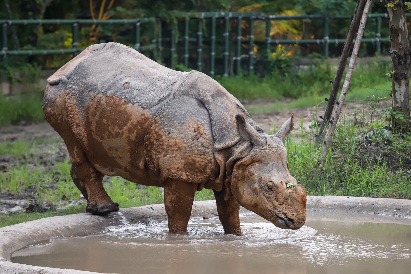Indian rhinoceros