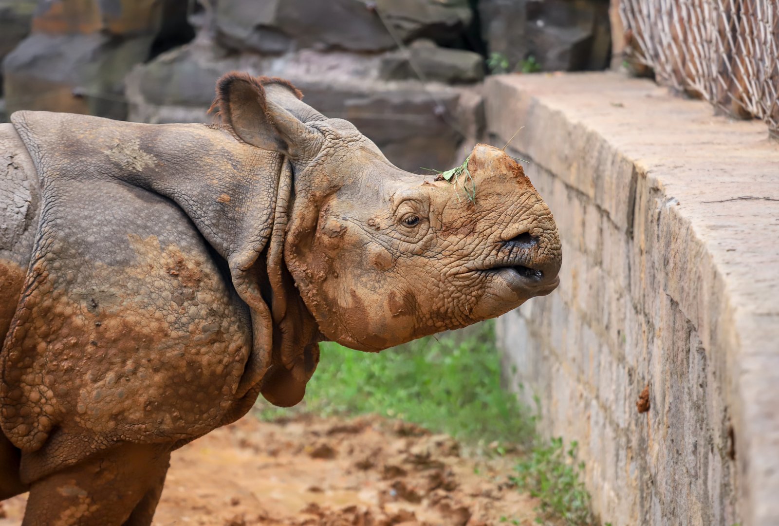 Indian rhinoceros
