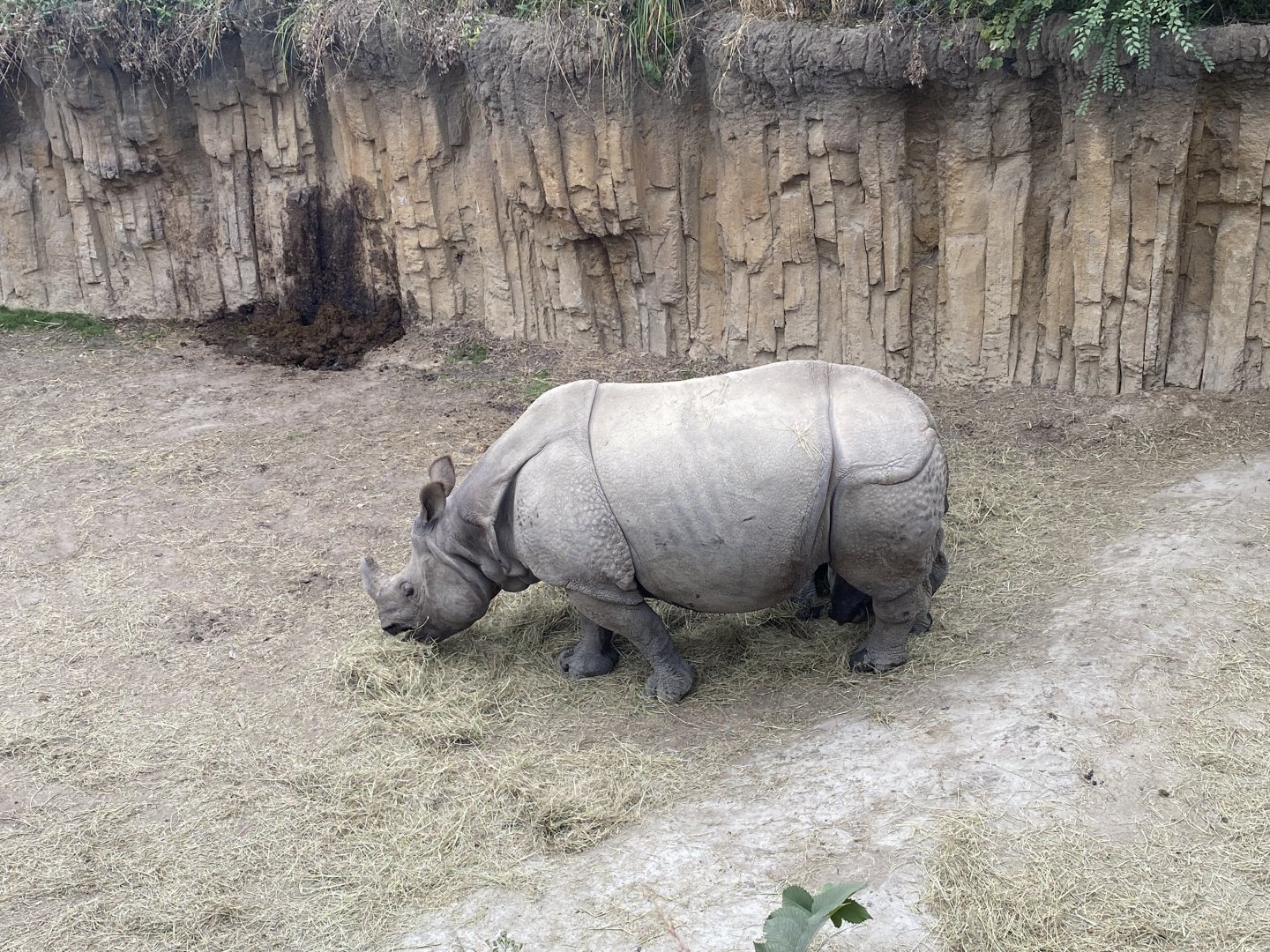 Indian Rhinoceros