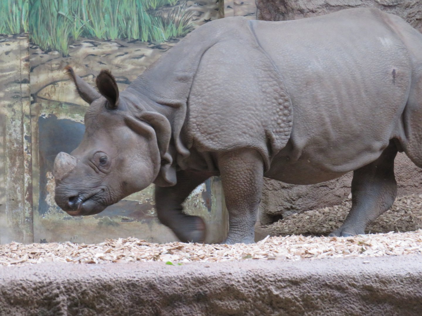 Indian rhinoceros