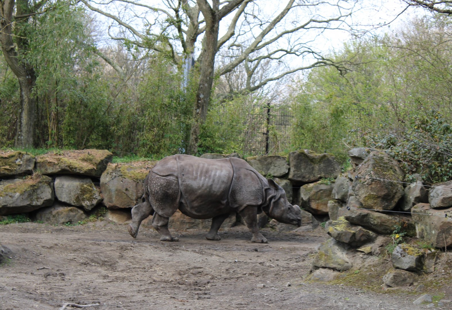 Indian rhinoceros