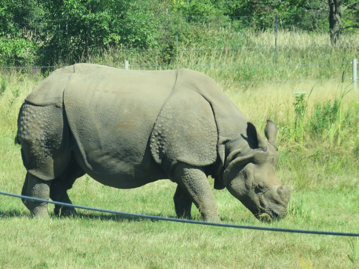 Indian rhinoceros