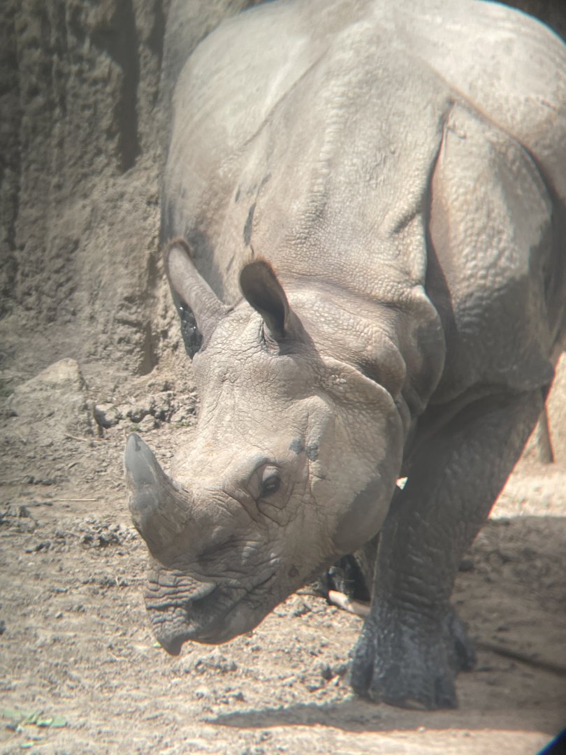 Indian Rhinoceros