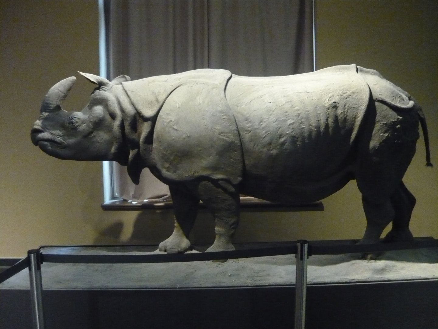 Indian rhinoceros