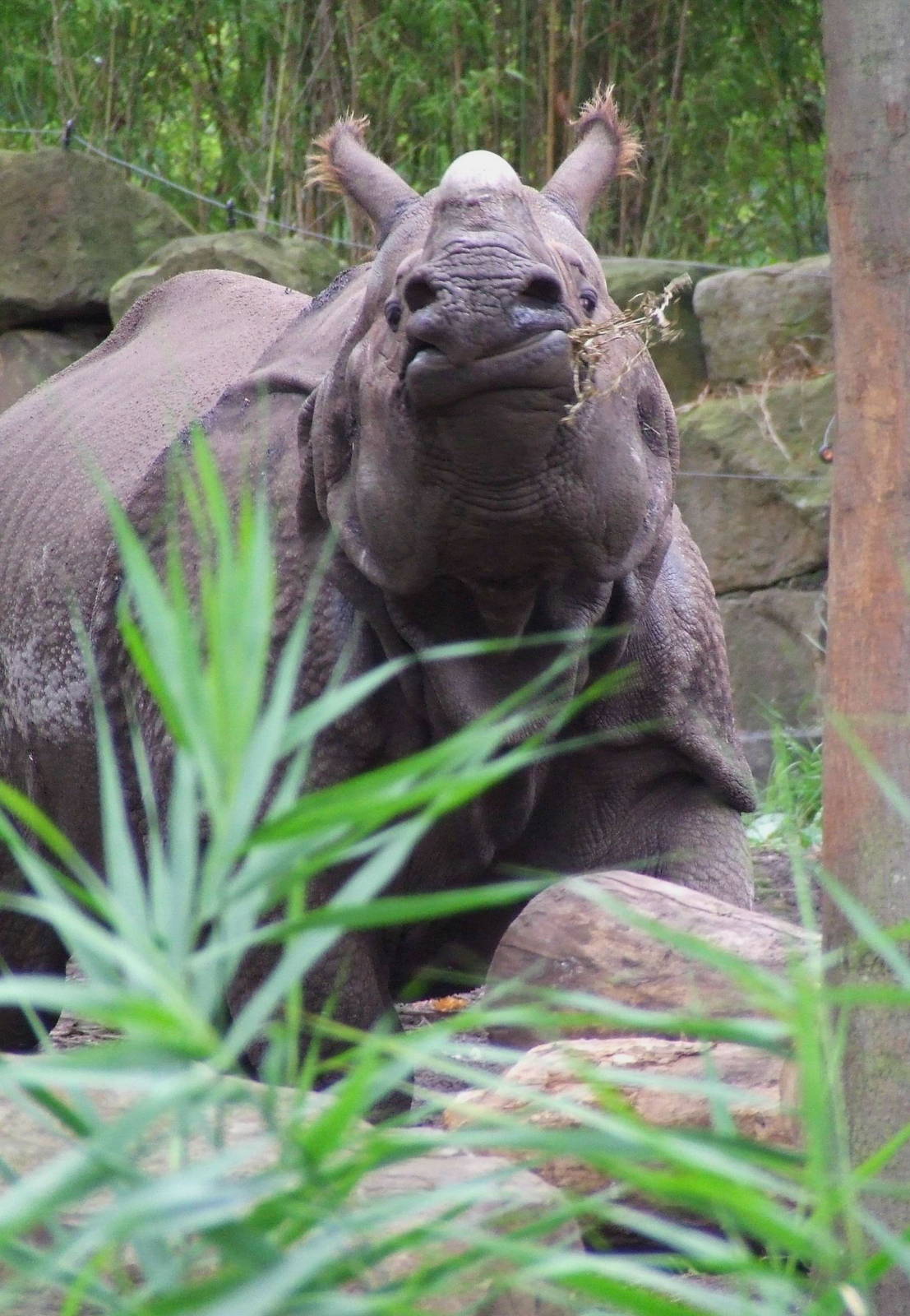 Indian Rhinoceros