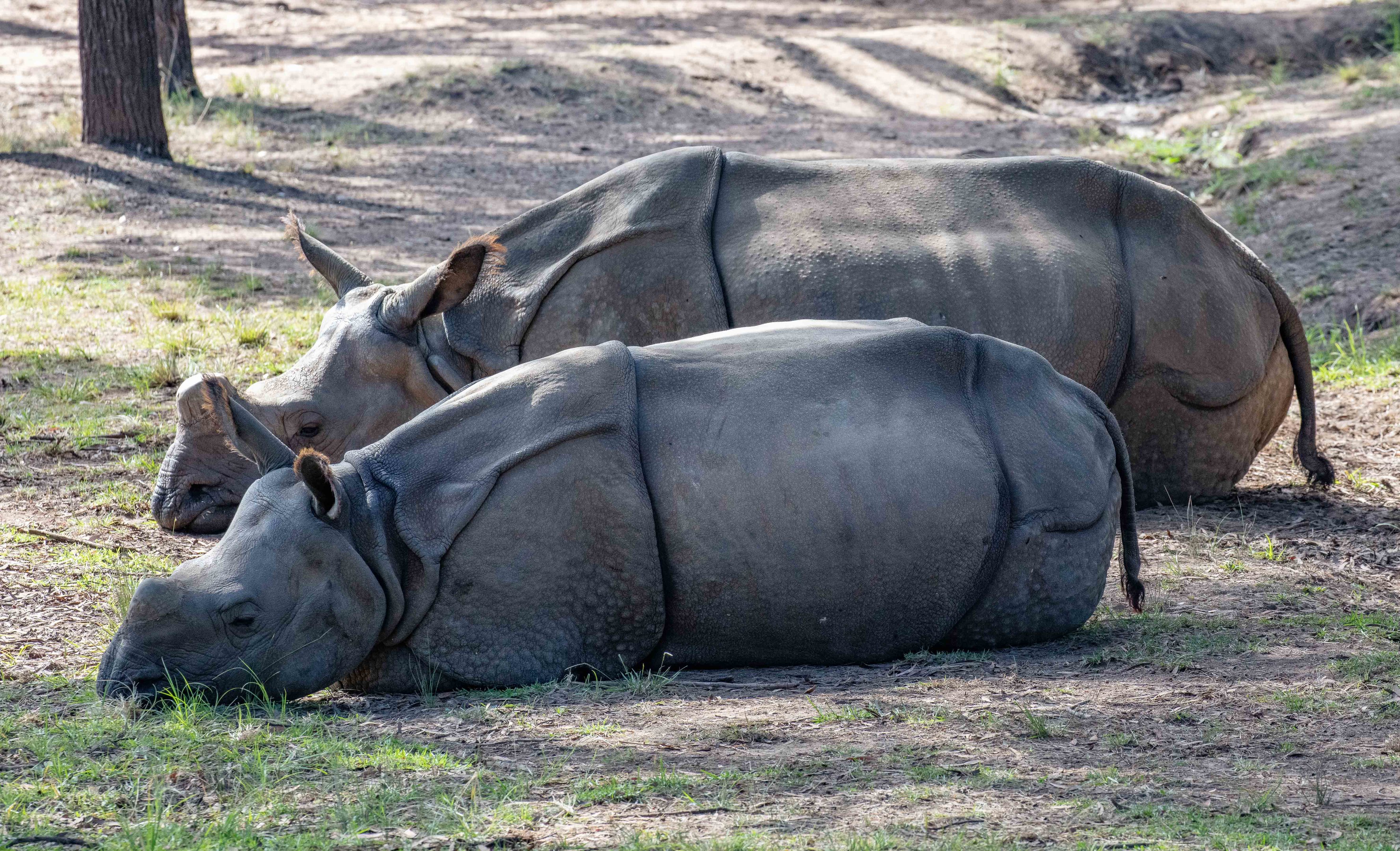Indian Rhinoceros