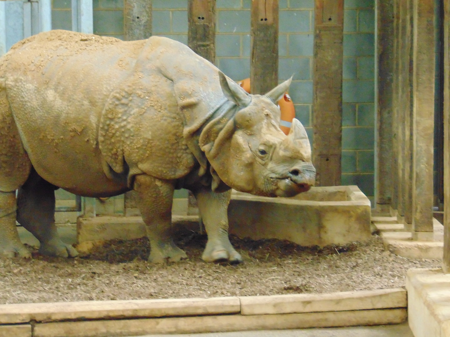 Indian Rhinoceros