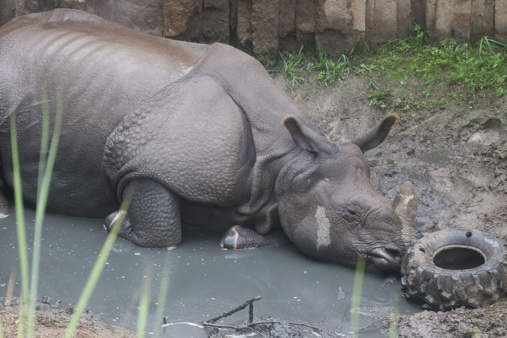 Indian Rhinoceros