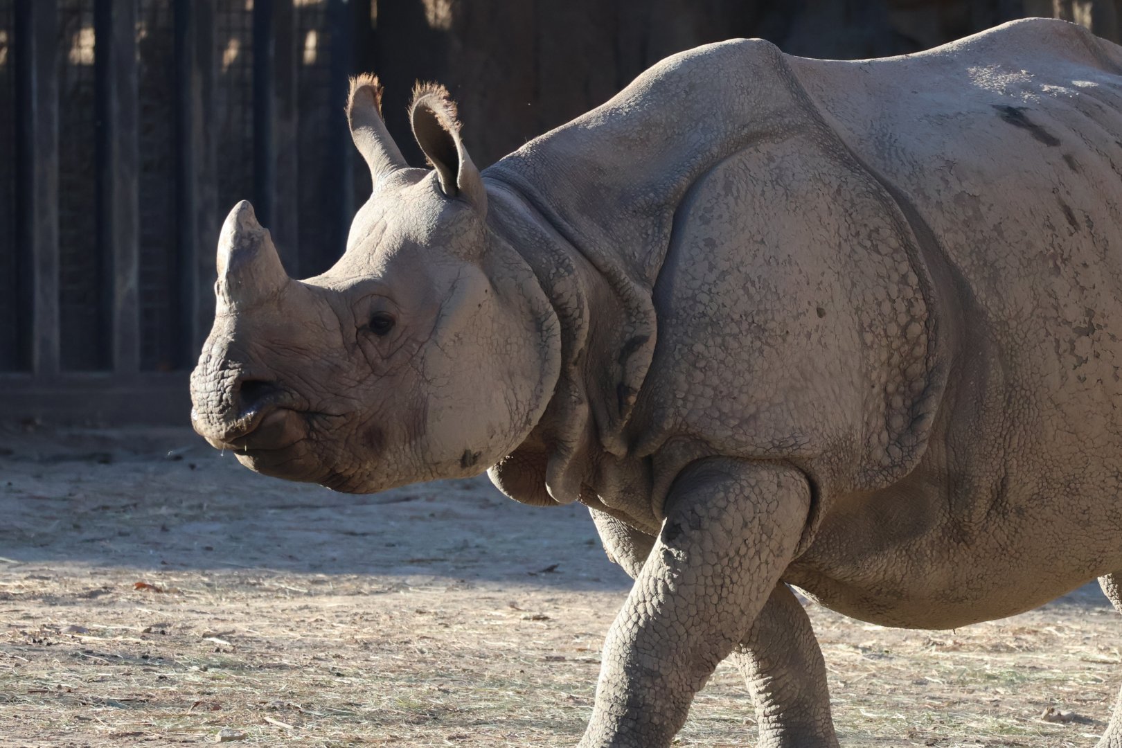 Indian Rhinoceros