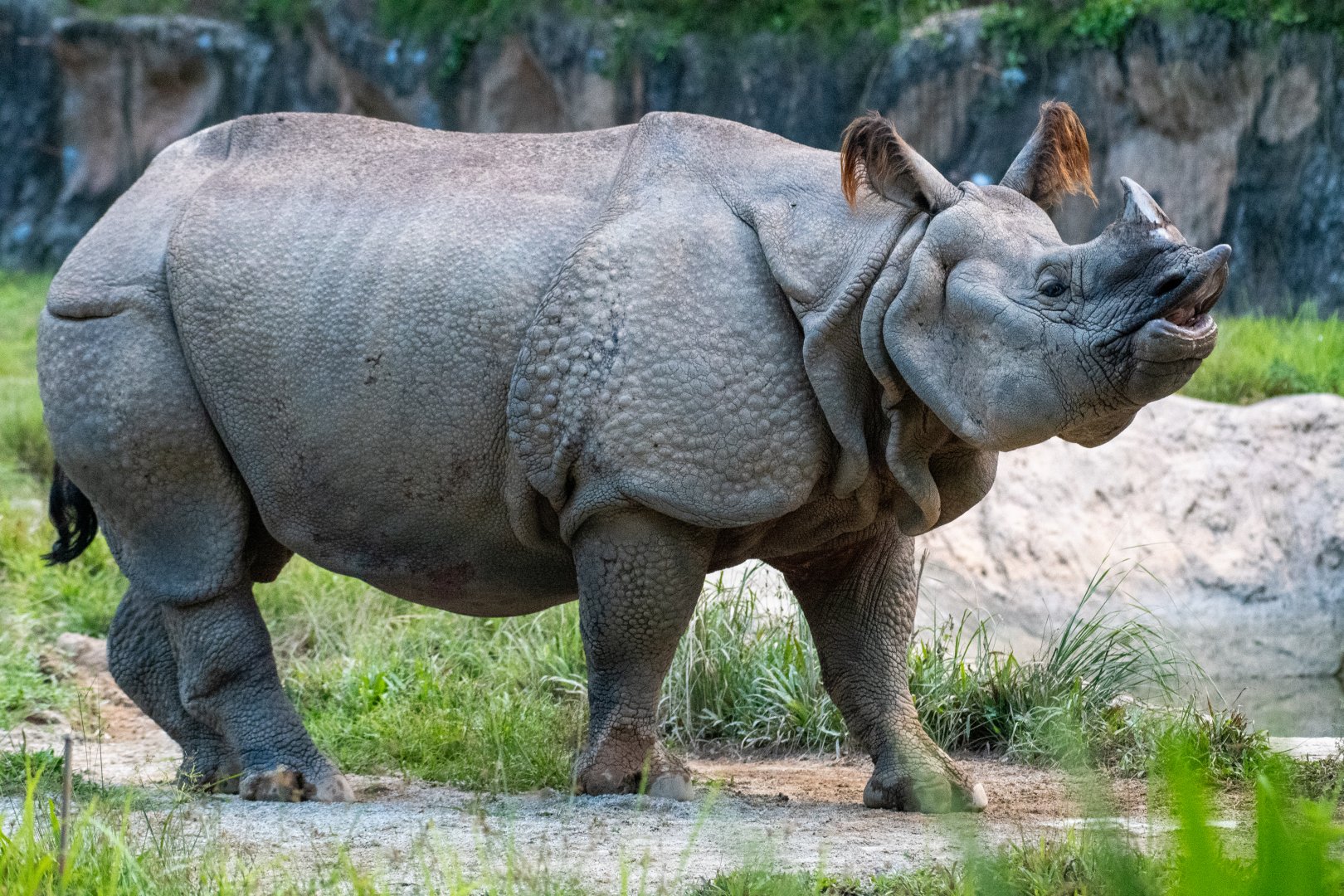 Indian Rhinoceros