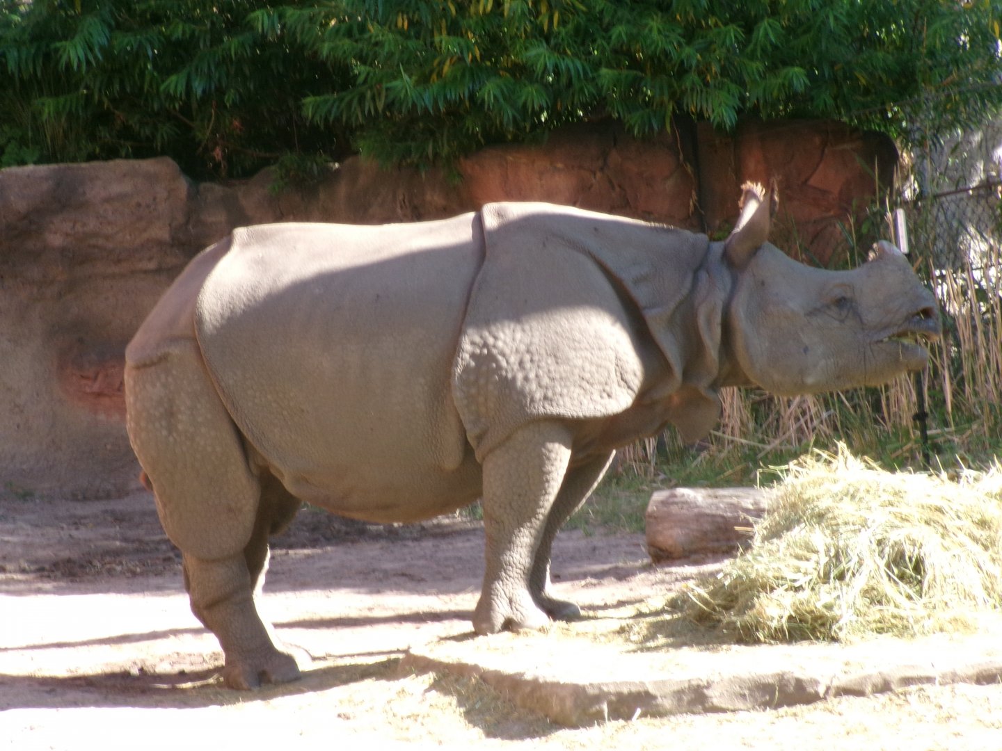 Indian rhinoceros