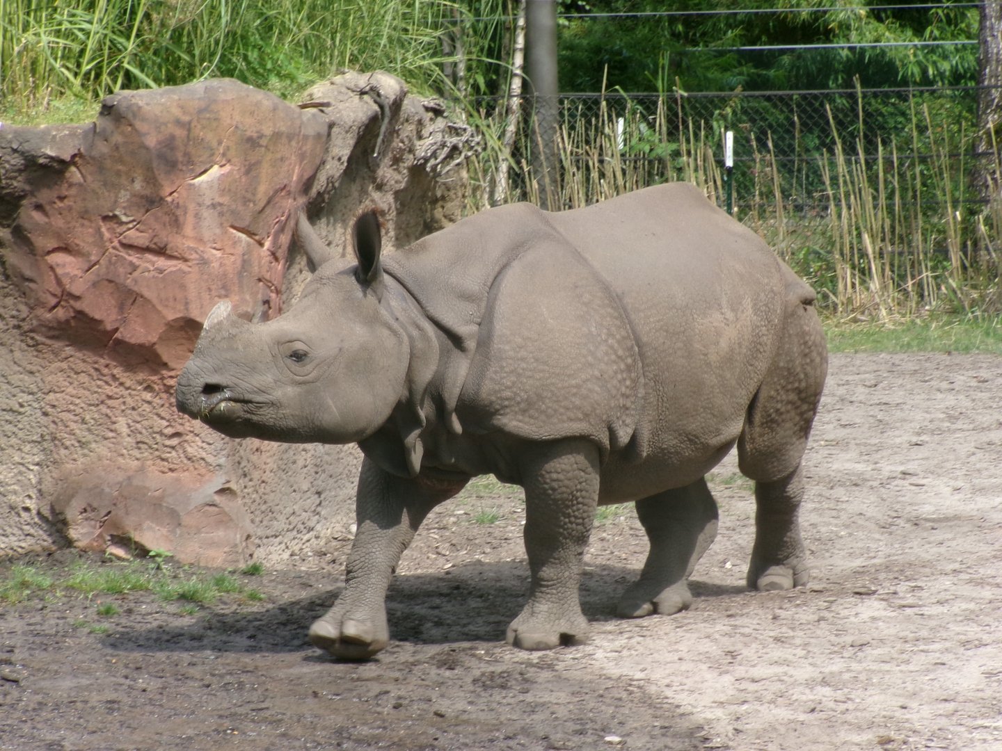 Indian rhinoceros