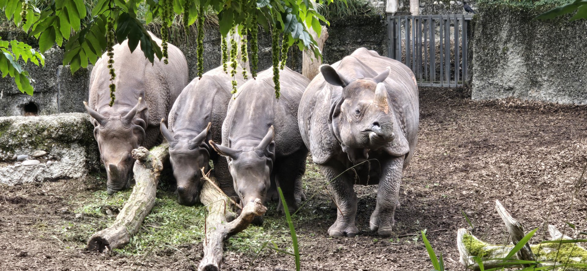 Indian rhinoceros