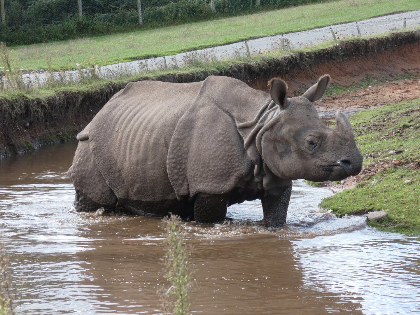 Indian rhinoceros