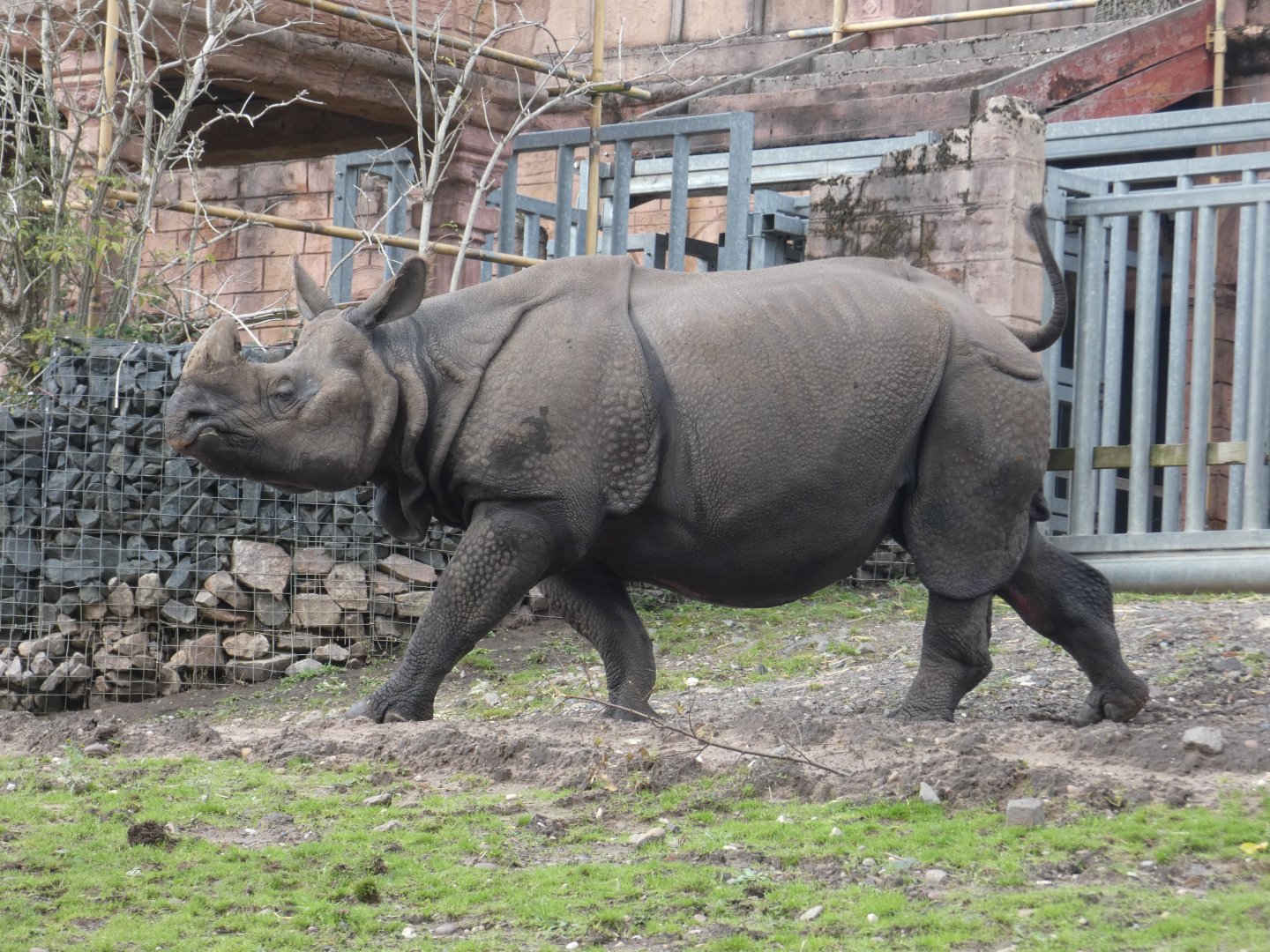 Indian rhinoceros