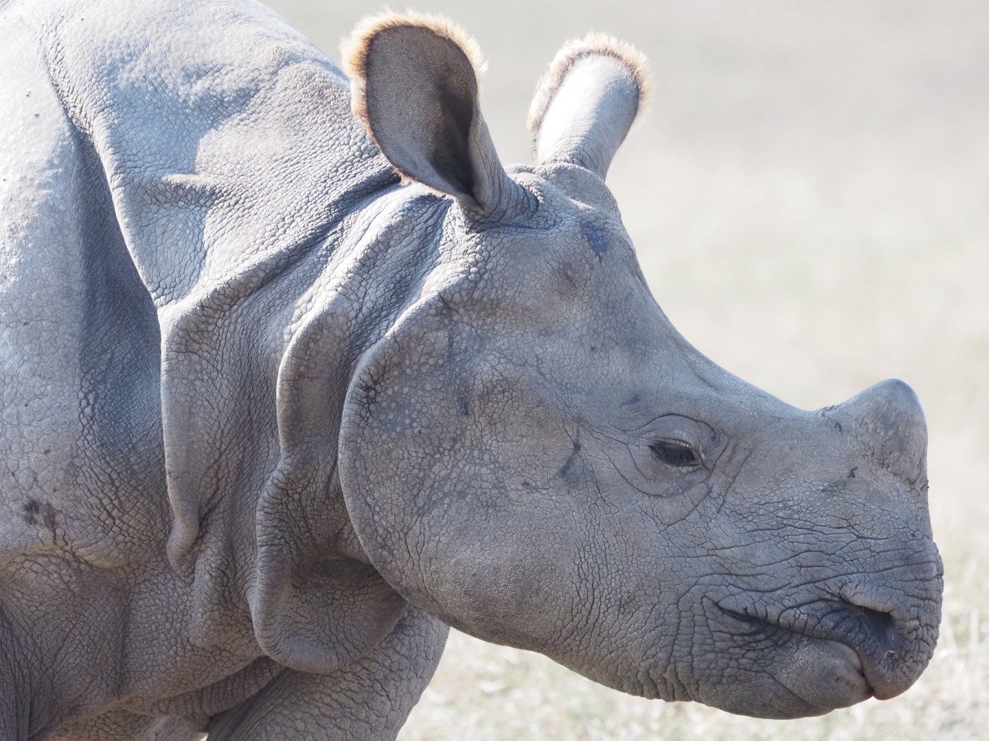 Indian Rhinoceros
