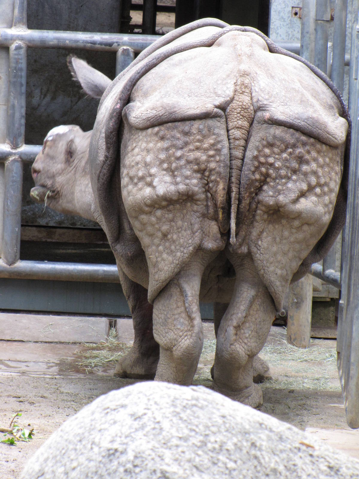Indian Rhinoceros