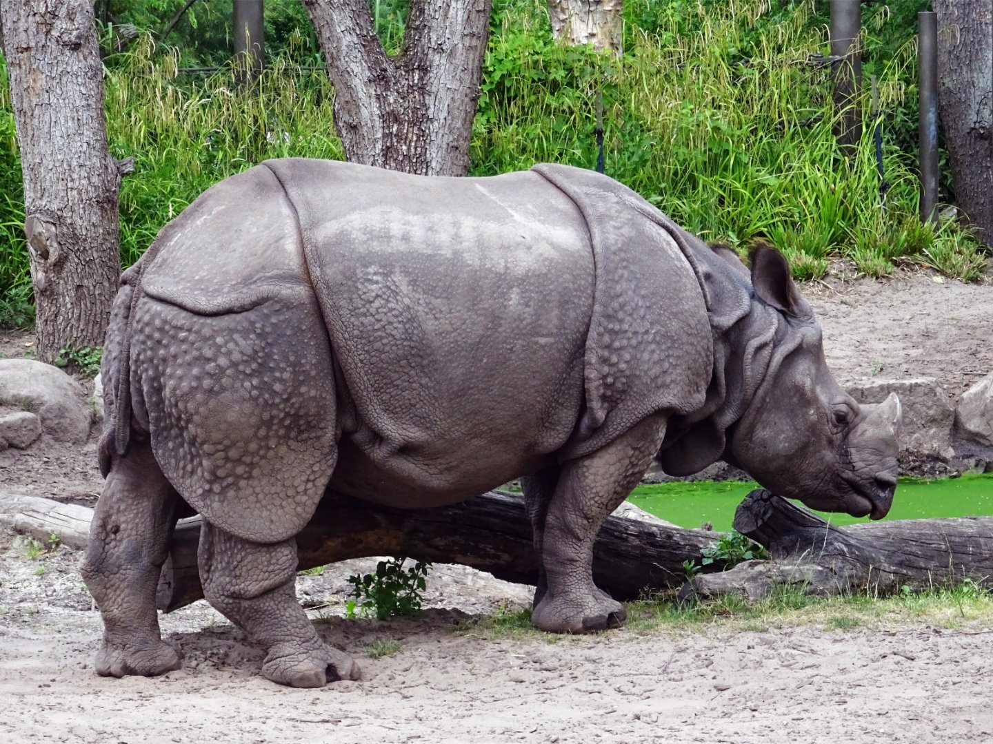 Indian Rhinoceros