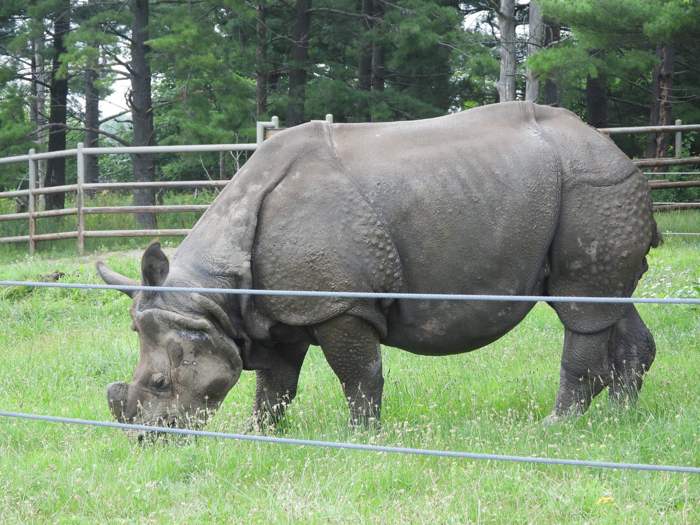 Indian rhinoceros