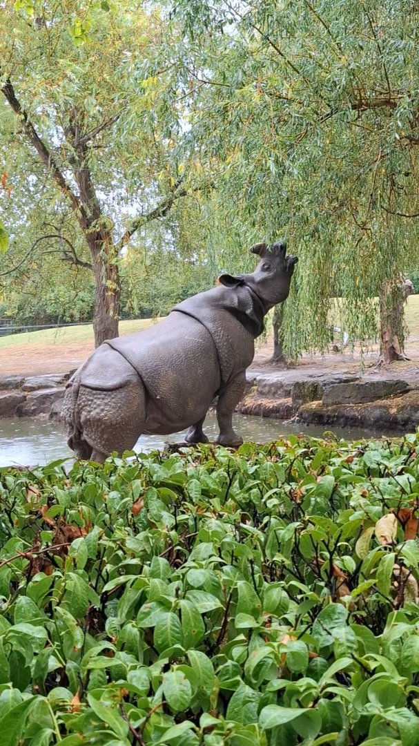 Indian Rhinoceros