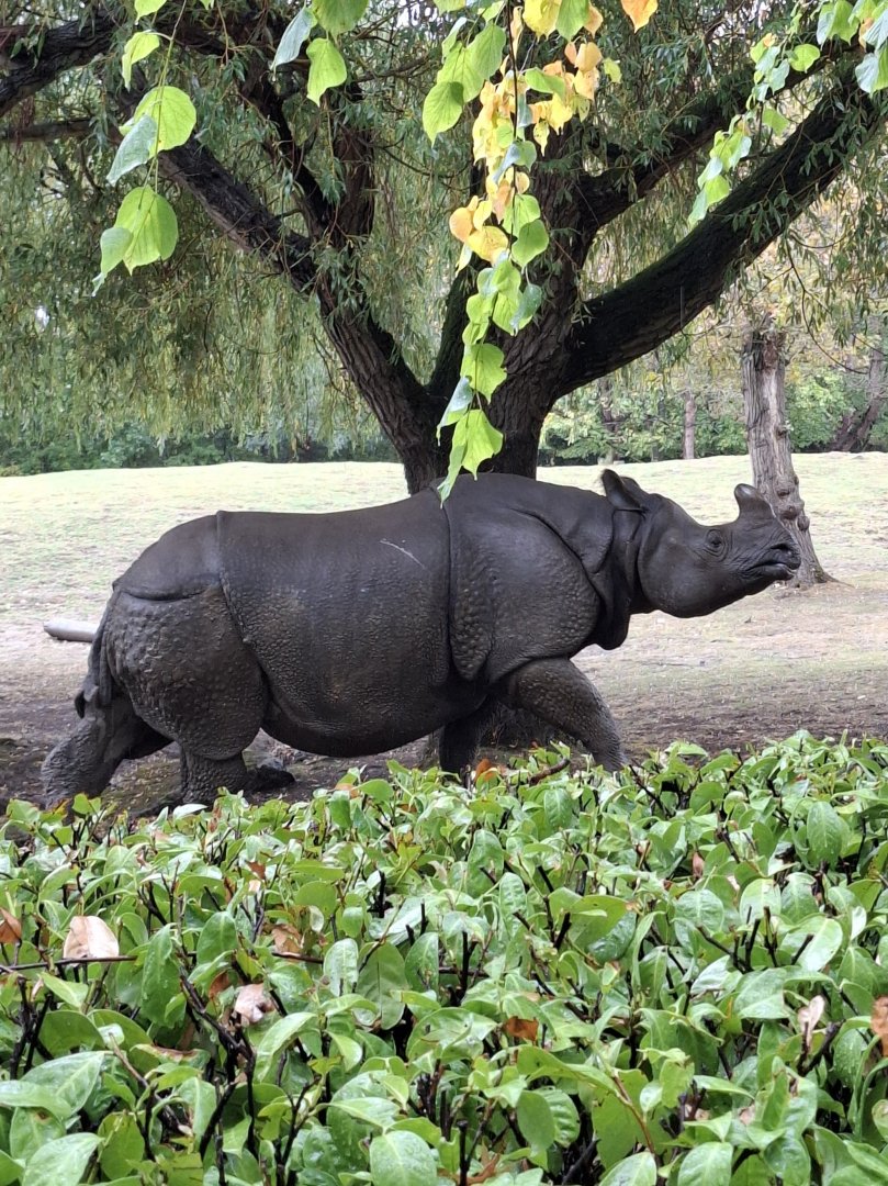 Indian Rhinoceros