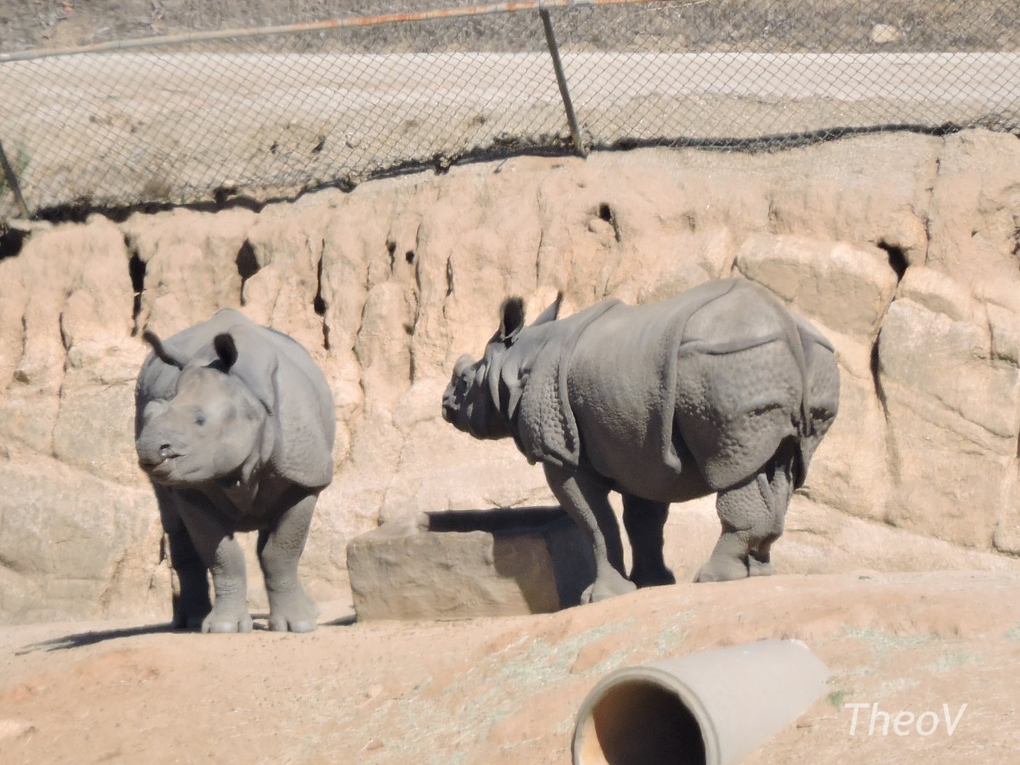 Indian rhinoceroses [2015]