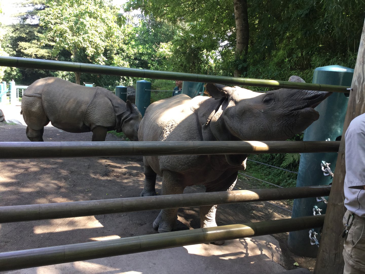 Indian Rhinoceroses 8/3/19