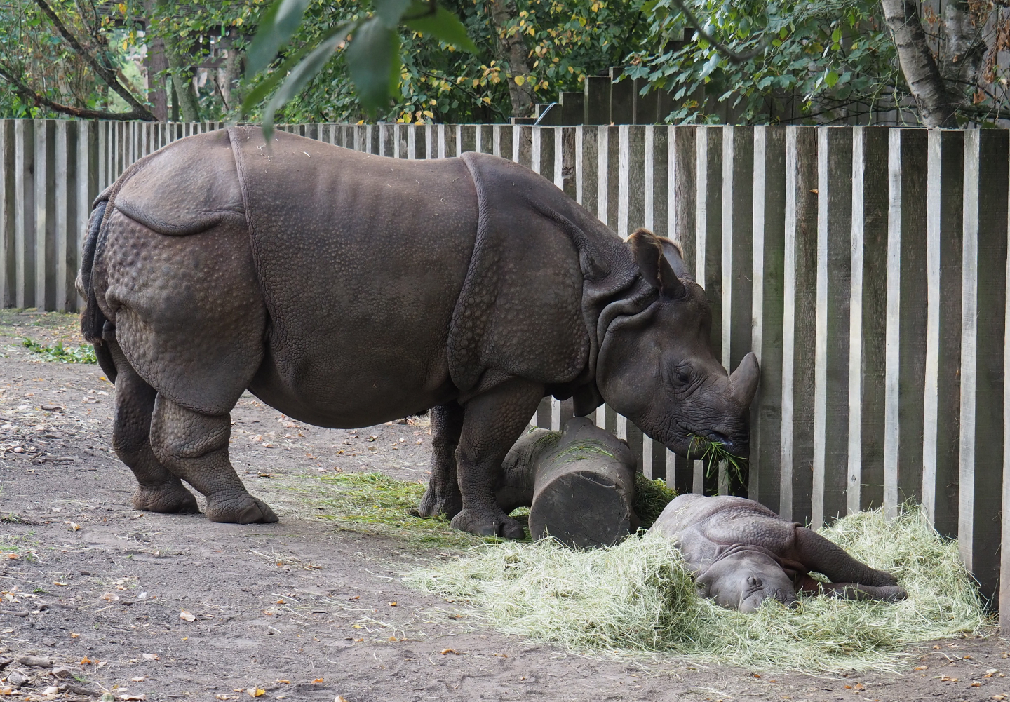 Indian rhinoceroses Karamat and Vaiana (Rhinoceros unicornis), 2020-08-15