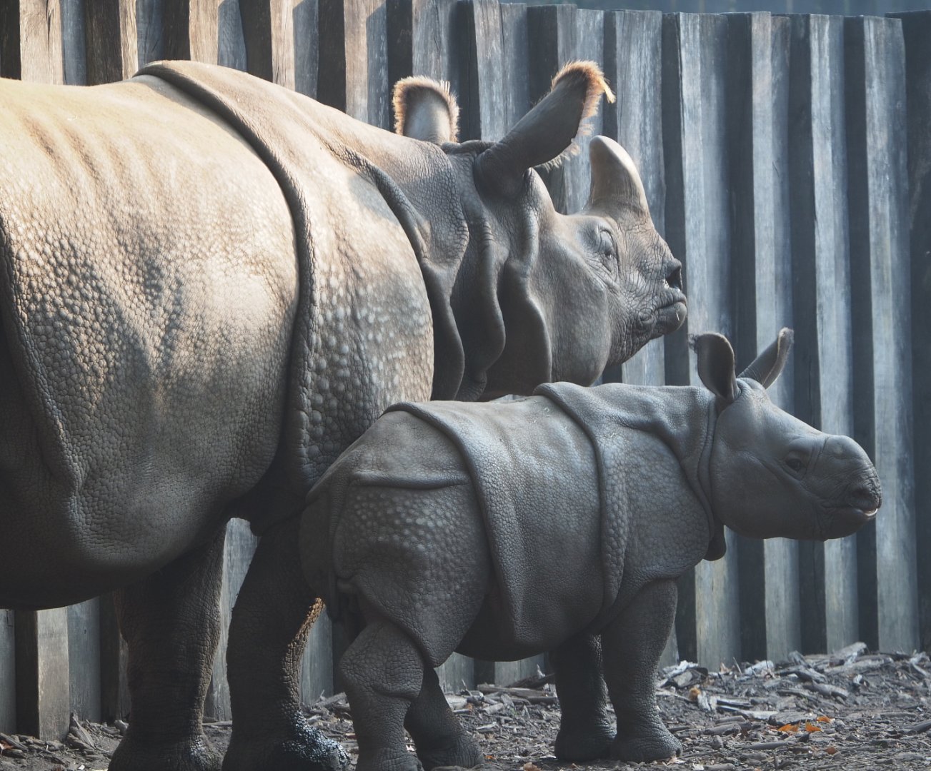 Indian rhinoceroses Karamat and Vaiana (Rhinoceros unicornis), 2020-09-16