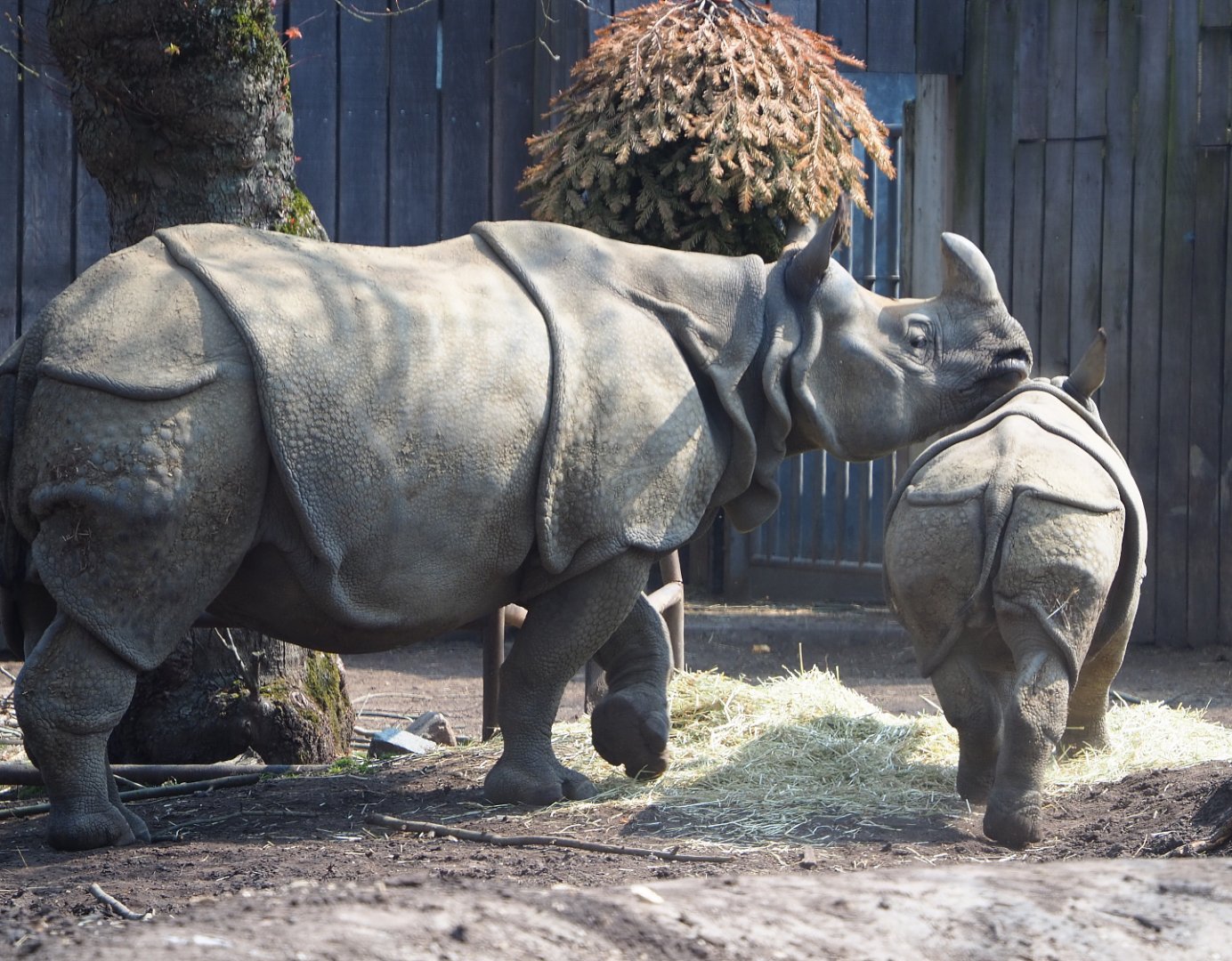 Indian rhinoceroses Karamat and Vaiana (Rhinoceros unicornis), 2021-04-20