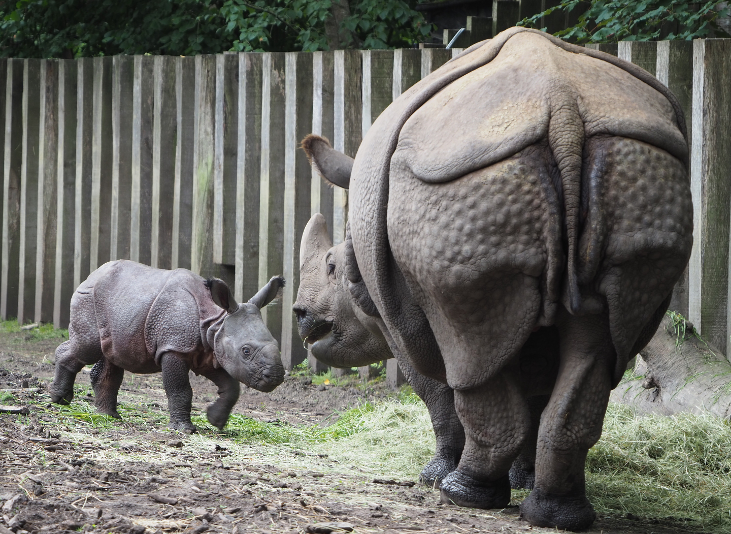 Indian rhinoceroses (Rhinoceros unicornis) Karamat and Vaiana, 2020-07-14