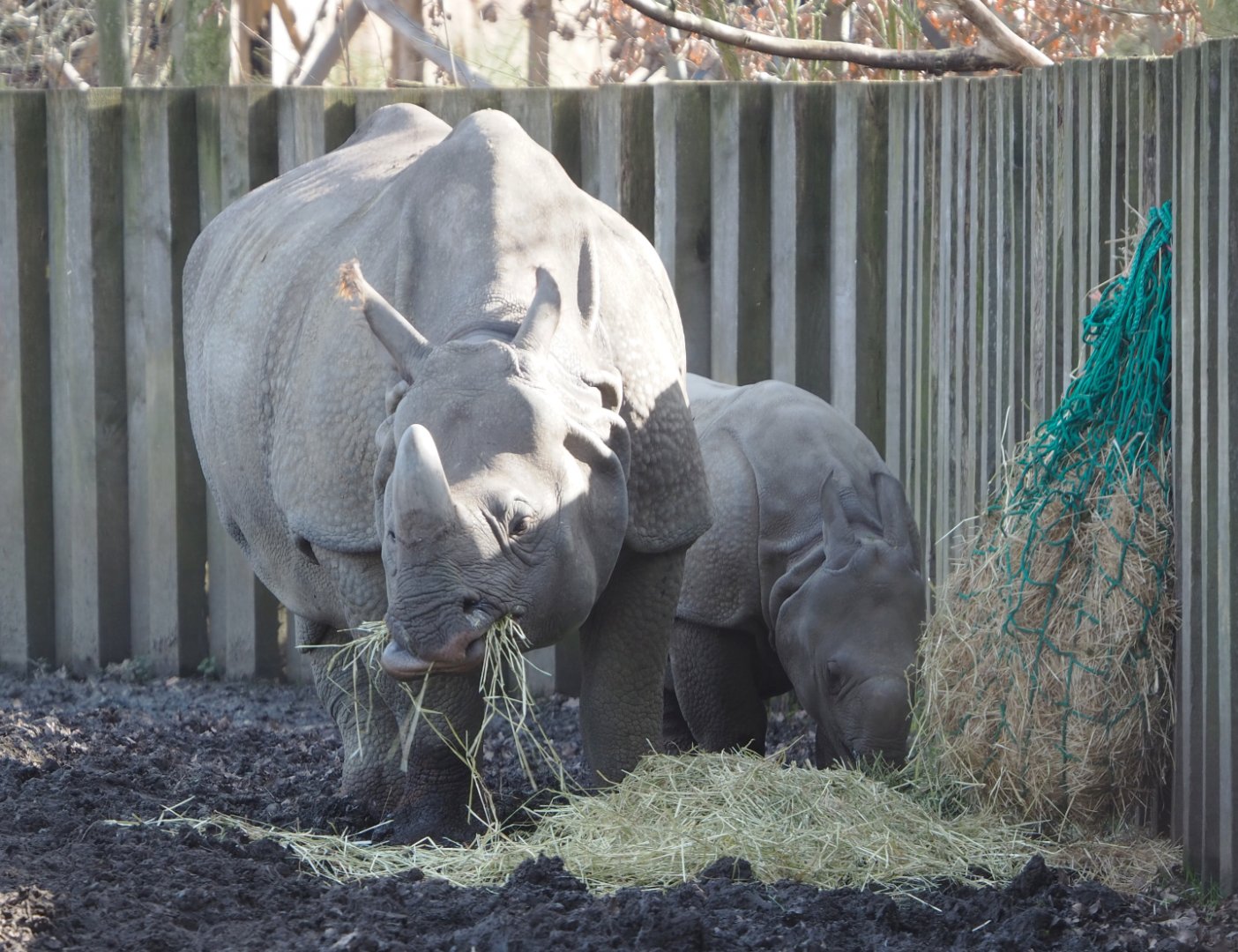 Indian rhinoceroses (Rhinoceros unicornis) Karamat and Vaiana, 2021-02-23