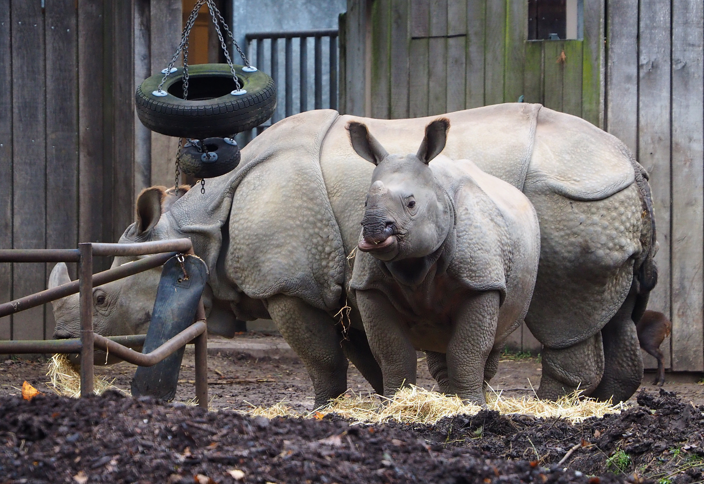 Indian rhinoceroses (Rhinoceros unicornis) Karamat and Vaiana, 2021-11-06