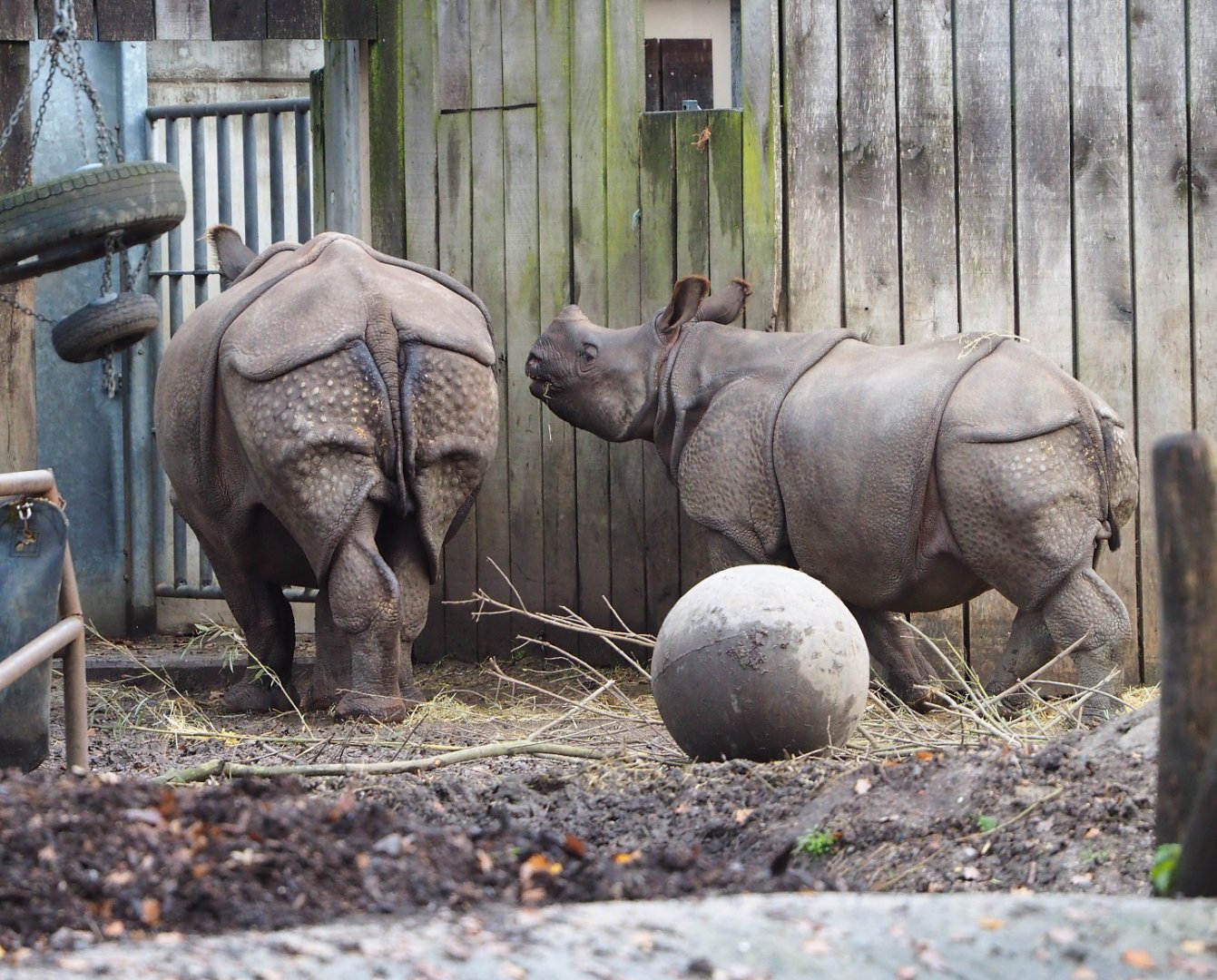 Indian rhinoceroses (Rhinoceros unicornis) Karamat and Vaiana, 2021-12-07