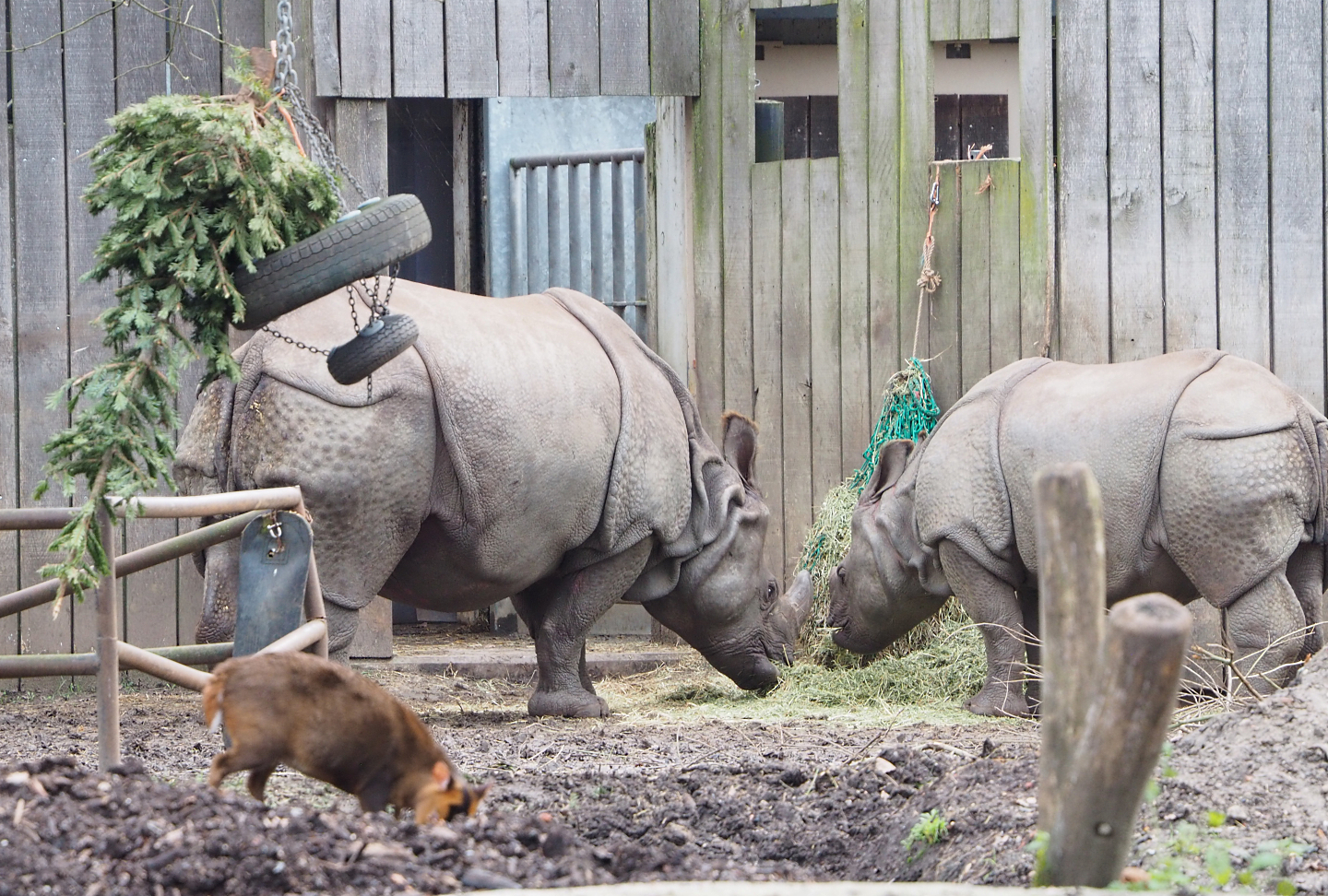Indian rhinoceroses (Rhinoceros unicornis) Karamat and Vaiana, 2022-01-02