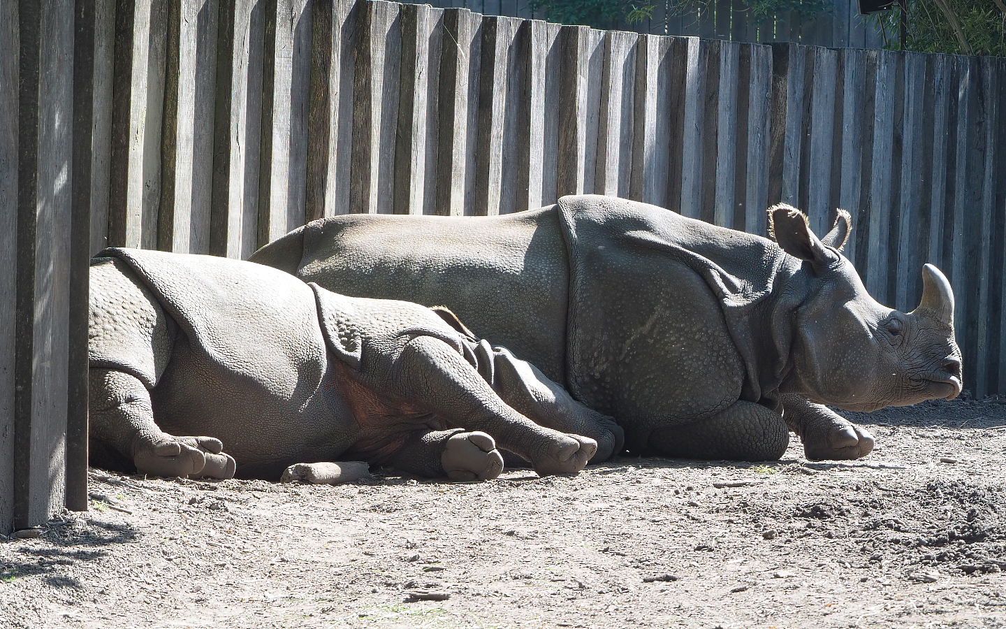 Indian rhinoceroses (Rhinoceros unicornis) Karamat and Vaiana, 2022-06-15