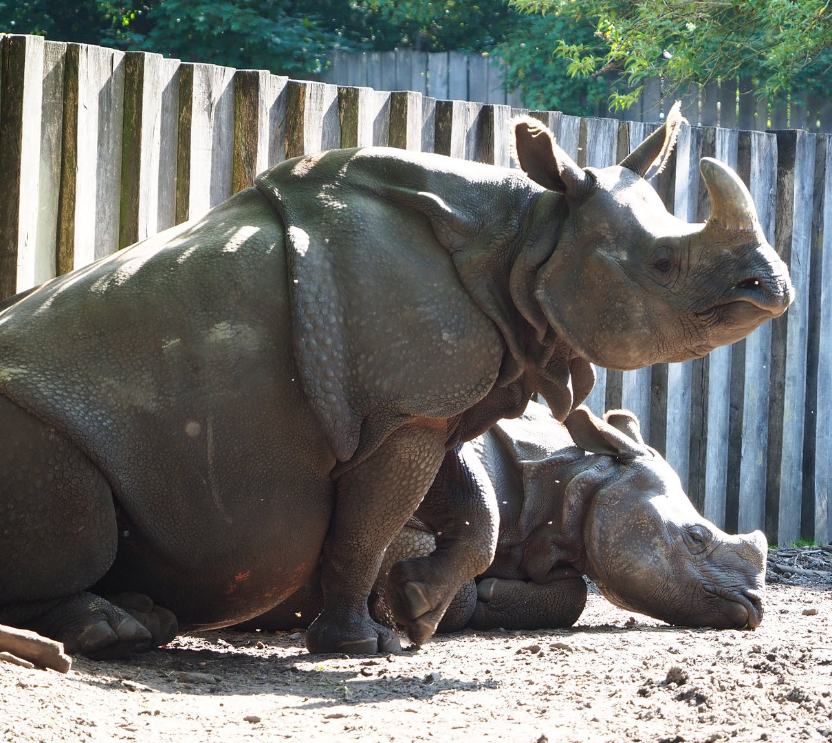 Indian rhinoceroses (Rhinoceros unicornis) Karamat and Vaiana, 2022-07-03