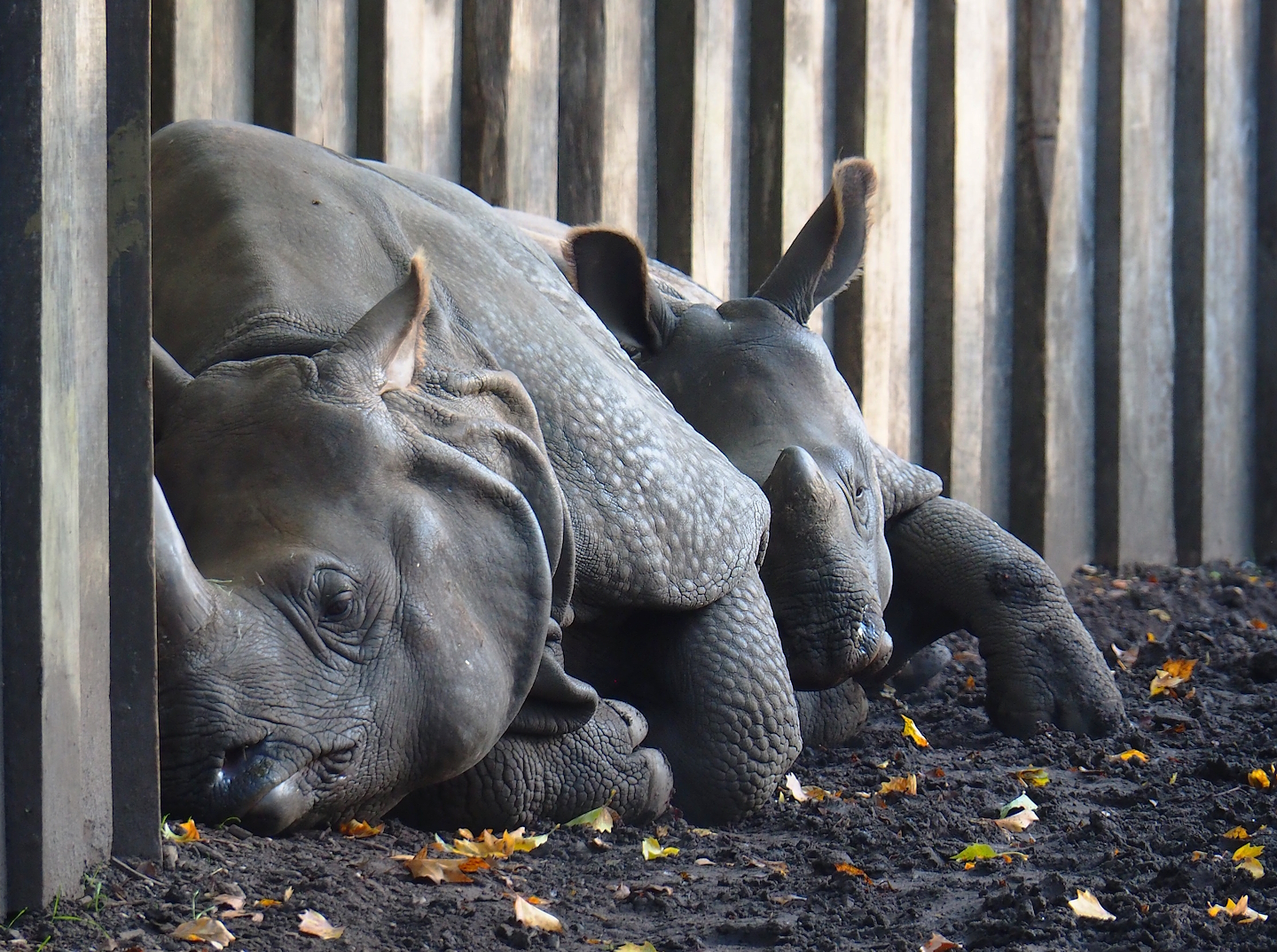 Indian rhinoceroses (Rhinoceros unicornis) Karamat and Vaiana, 2022-10-19