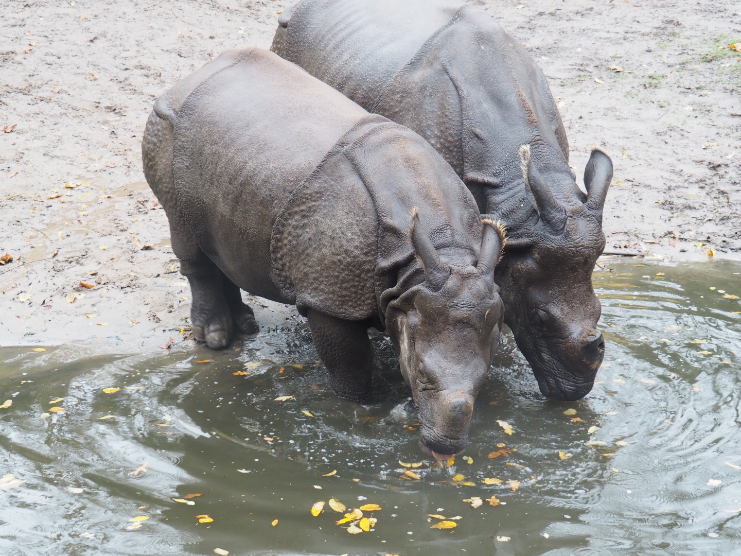 Indian rhinoceroses (Rhinoceros unicornis), Nov 10th, 2018