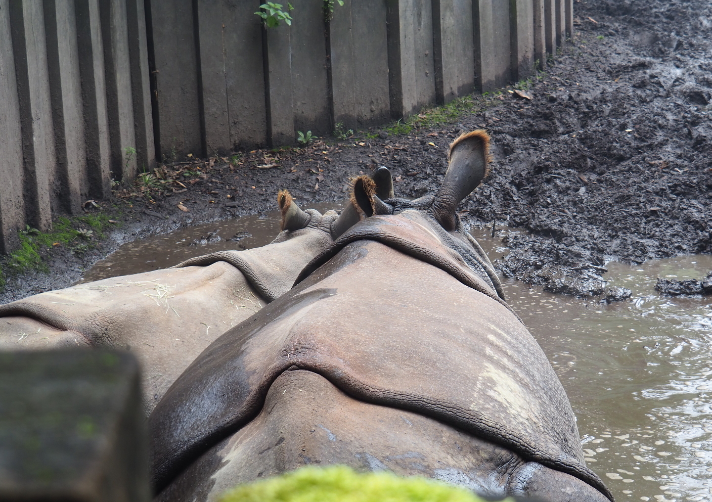 Indian rhinoceroses (Rhinoceros unicornis) Vaiana and Karamat in mud pool, 2021-10-10