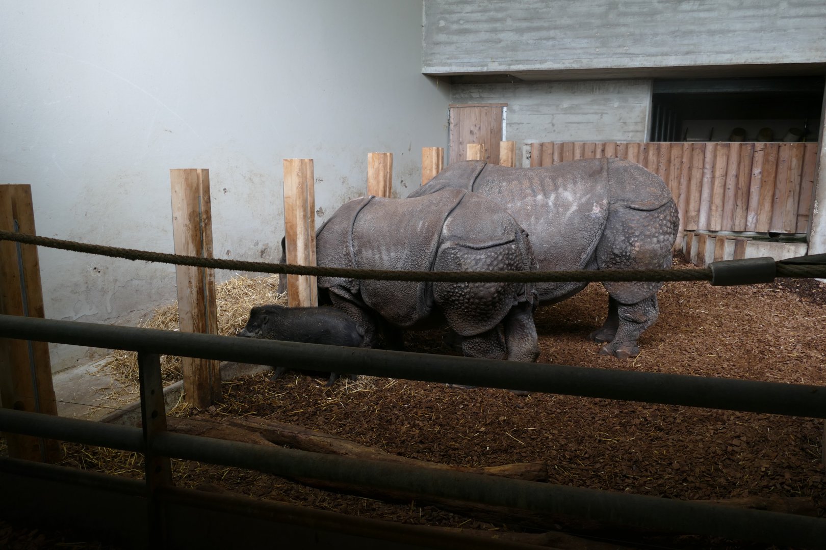 Indian Rhinoceroses with Visayan Warty Pig