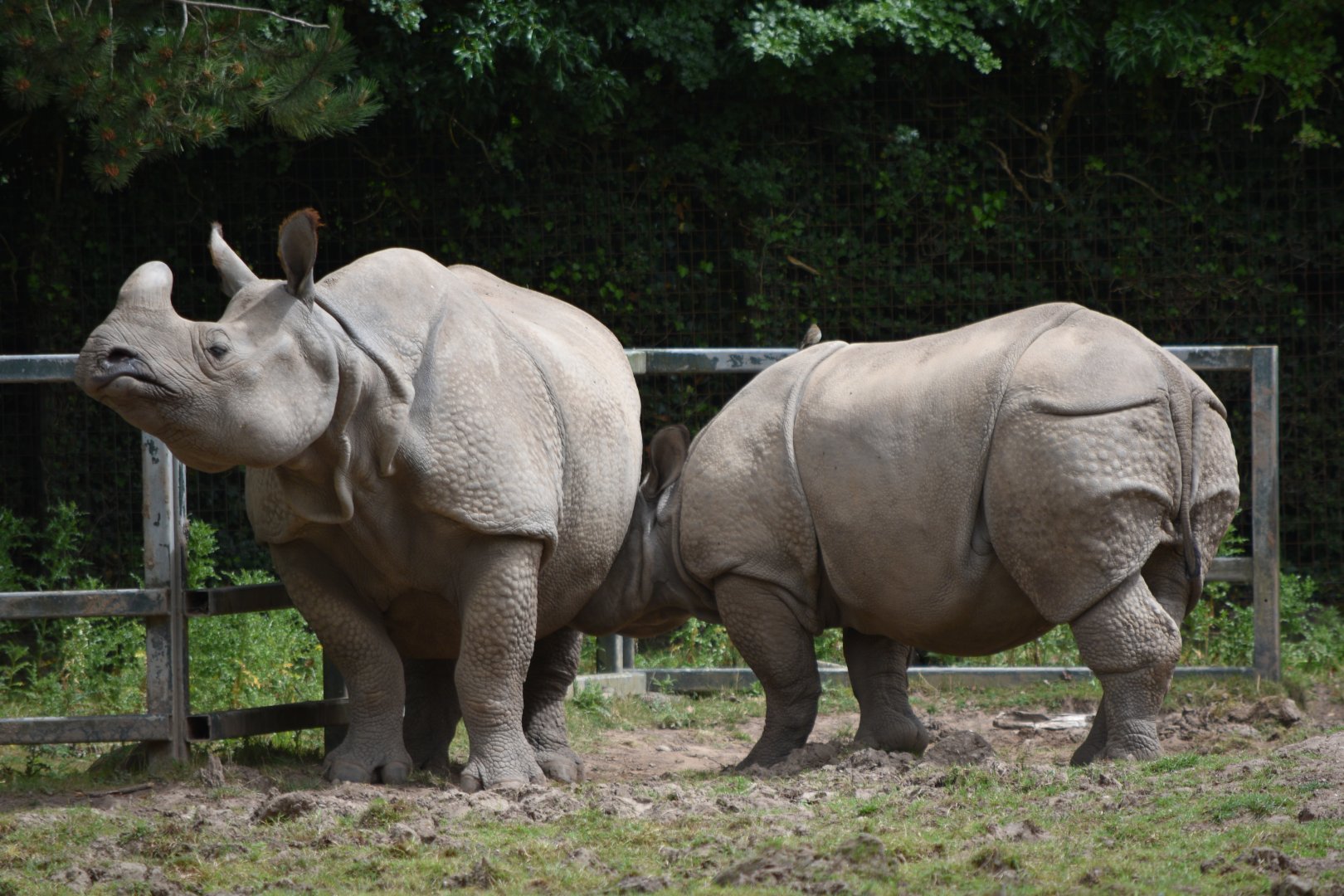 Indian rhinoceroses