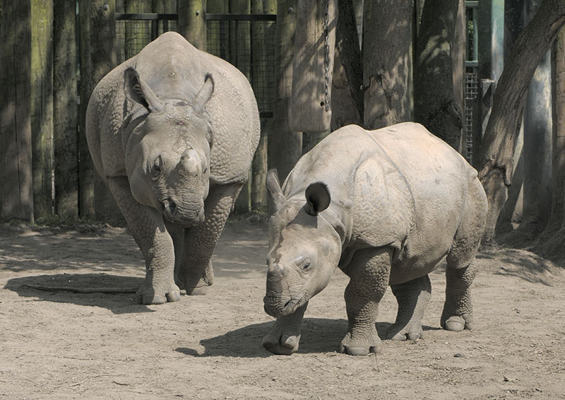 Indian rhinos, Asha and Komala