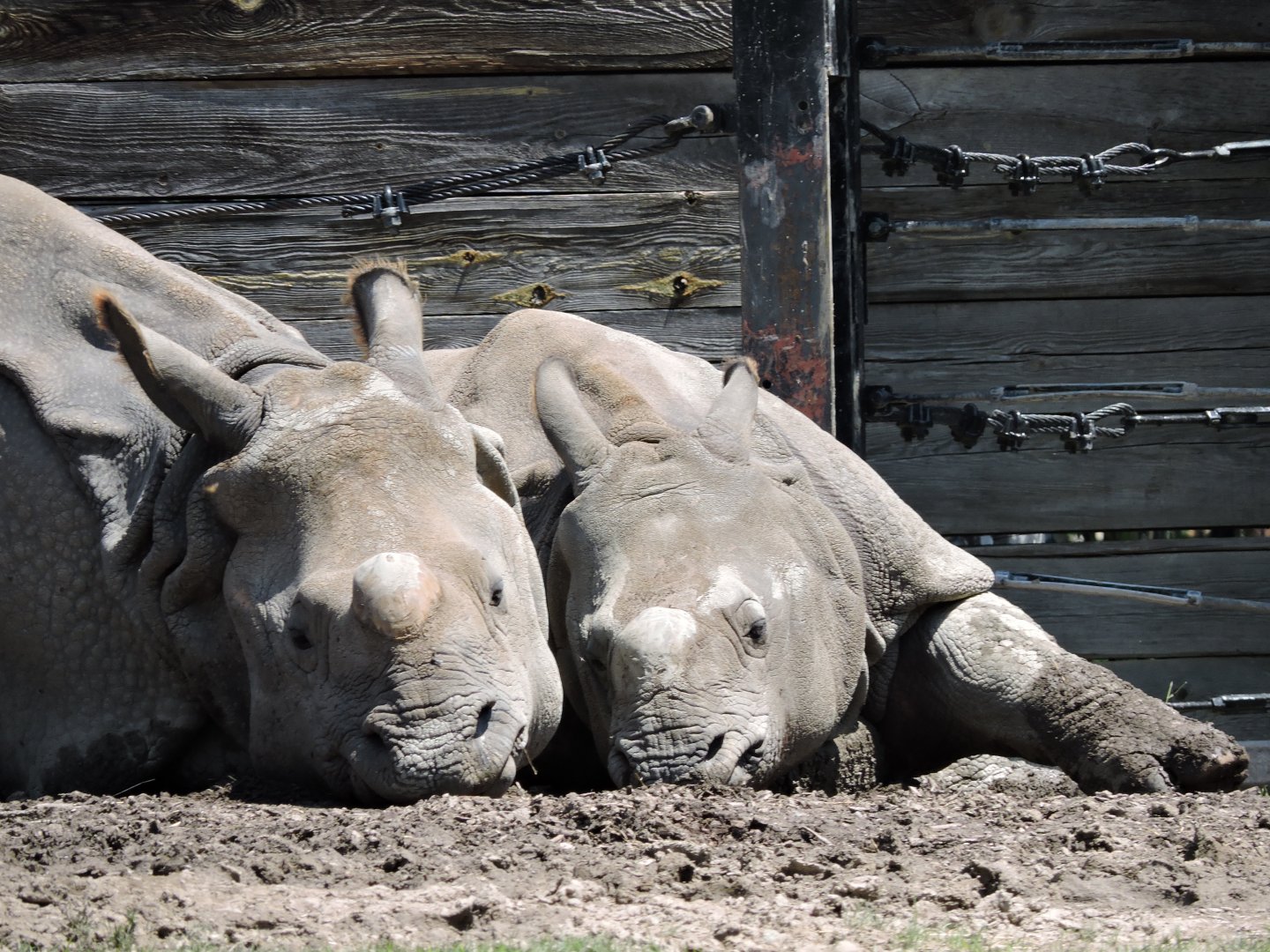 Indian Rhinos - Asha and Nandu