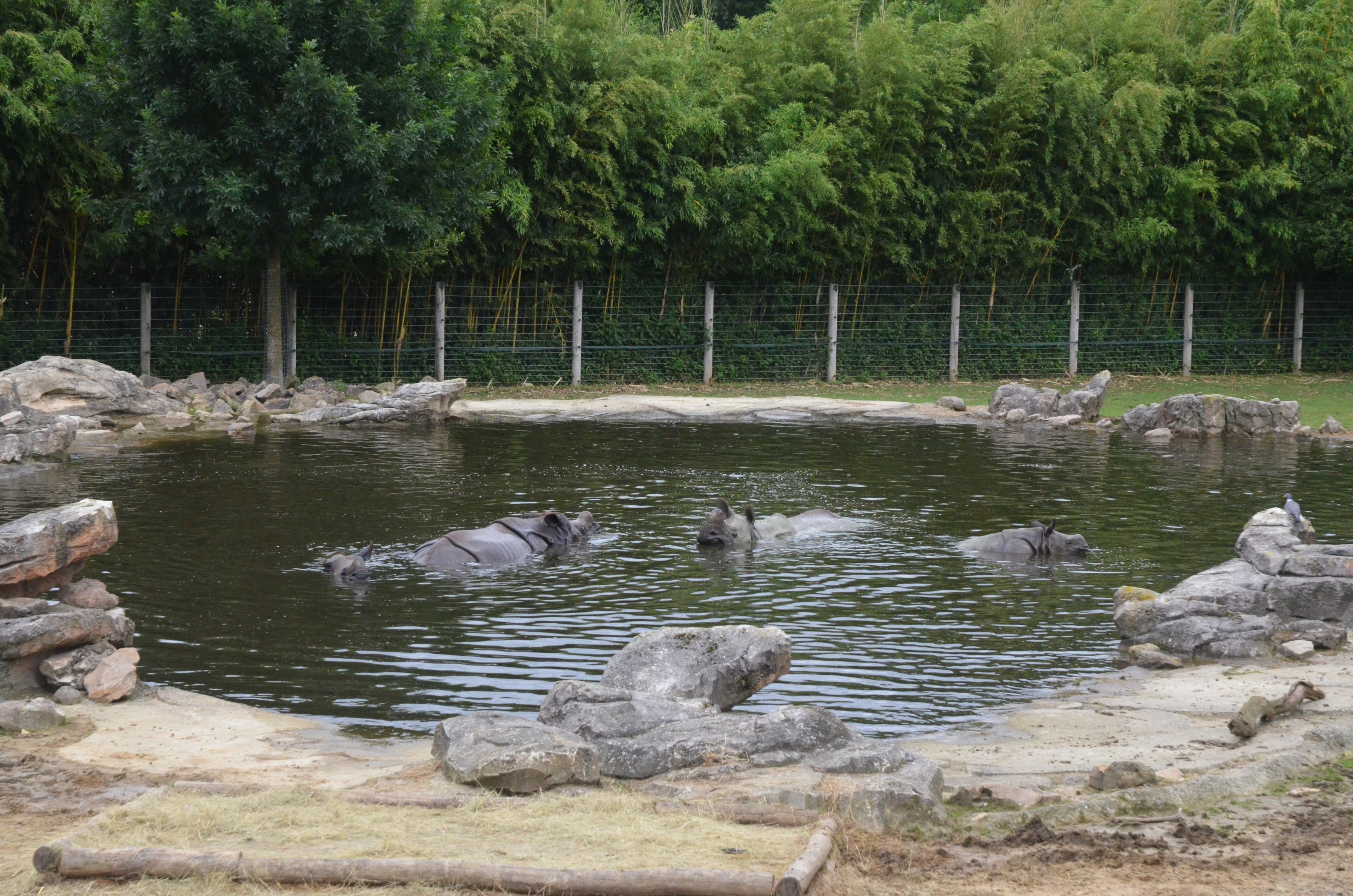Indian Rhinos at Beauval, 12/06/18