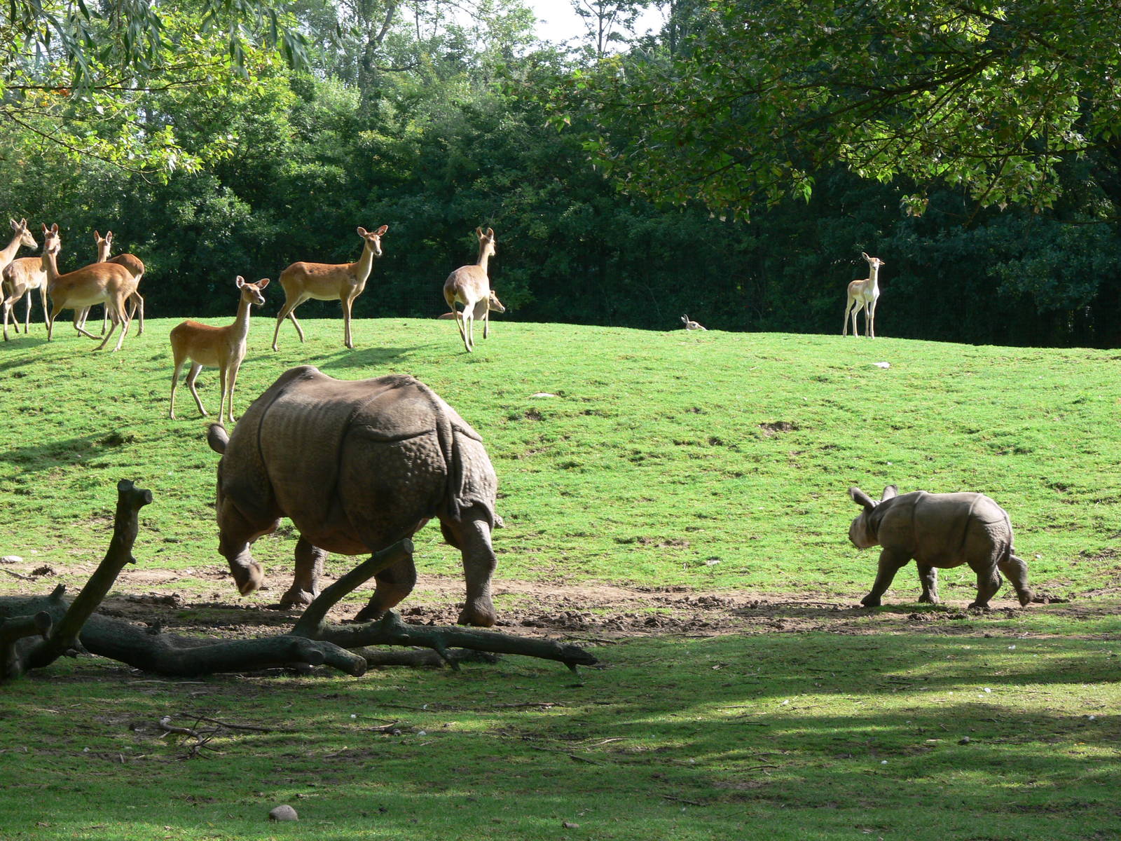 Indian Rhinos at Chester Zoo, 28/08/13