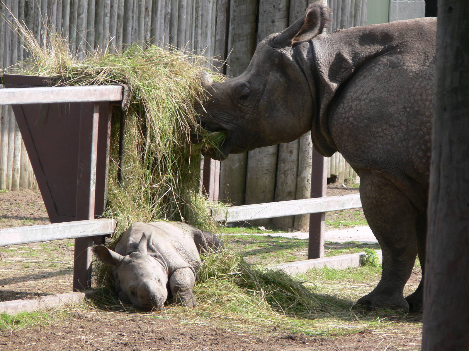 Indian Rhinos at Chester Zoo, 28/08/13